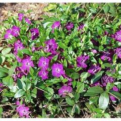 Barvínek menší 'Rubra Plena' - Vinca minor 'Rubra Plena'