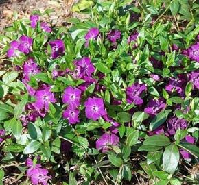 Barvínek menší 'Rubra Plena' - Vinca minor 'Rubra Plena'