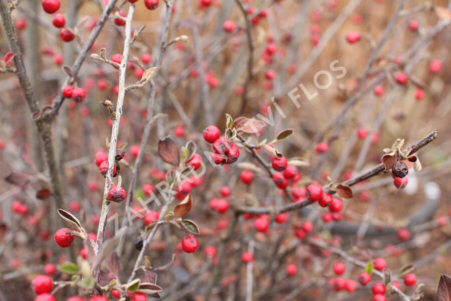 Skalník Dielsův - Cotoneaster dielsianus