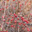 Skalník Dielsův - Cotoneaster dielsianus