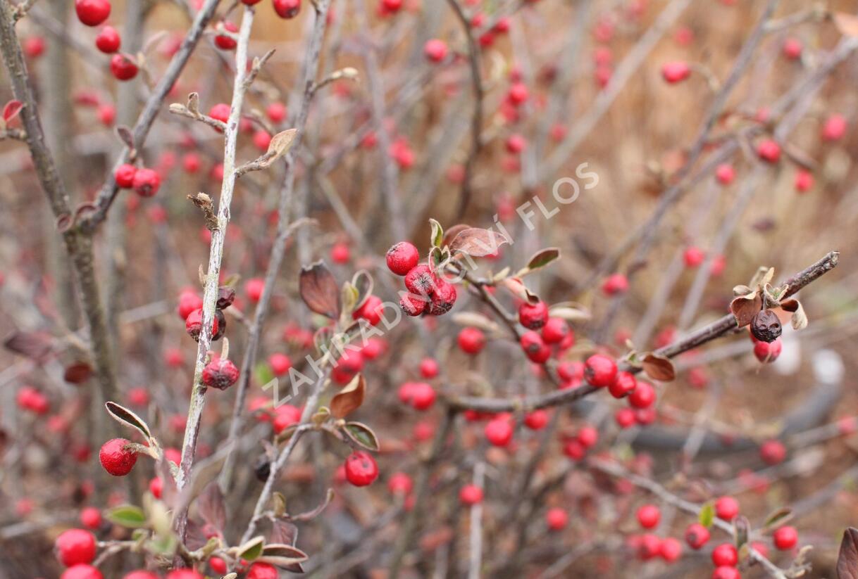 Skalník Dielsův - Cotoneaster dielsianus