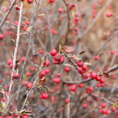 Skalník Dielsův - Cotoneaster dielsianus