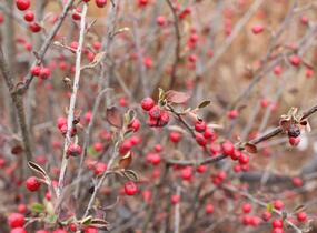 Skalník Dielsův - Cotoneaster dielsianus