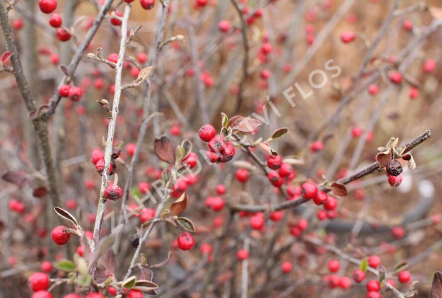 Skalník Dielsův - Cotoneaster dielsianus