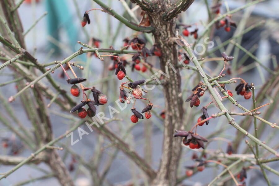 Brslen křídlatý 'Compactus' - Euonymus alatus 'Compactus'