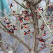 Brslen křídlatý 'Compactus' - Euonymus alatus 'Compactus'