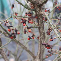 Brslen křídlatý 'Compactus' - Euonymus alatus 'Compactus'