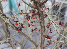 Brslen křídlatý 'Compactus' - Euonymus alatus 'Compactus'