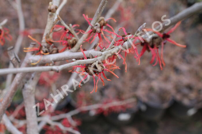 Vilín prostřední 'Diane' - Hamamelis intermedia 'Diane'