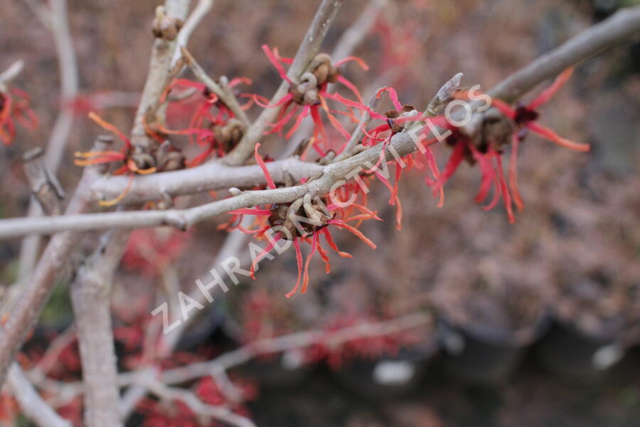 Vilín prostřední 'Diane' - Hamamelis intermedia 'Diane'