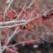 Vilín prostřední 'Diane' - Hamamelis intermedia 'Diane'