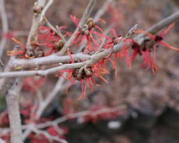 Vilín prostřední 'Diane'