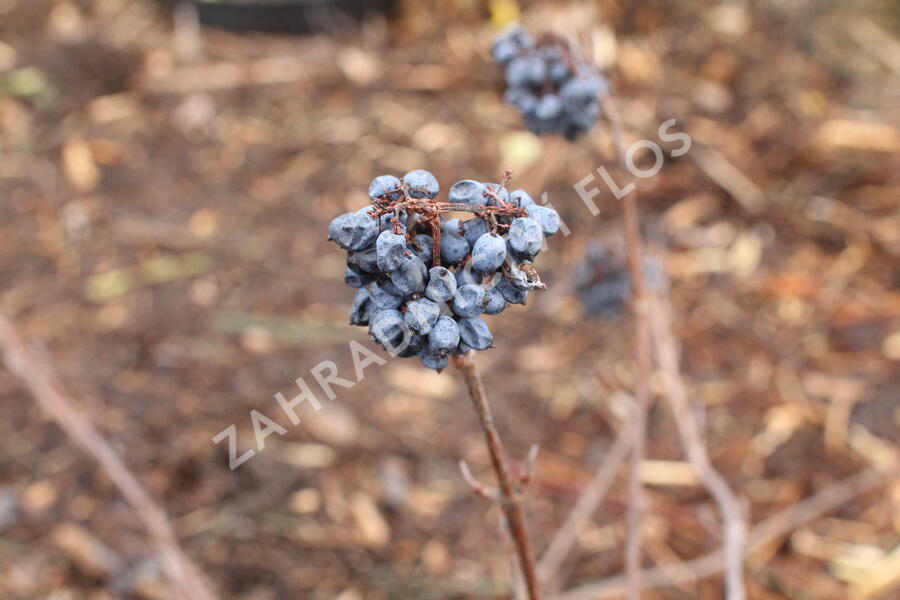 Kalina japonská 'Pink Beauty' - Viburnum plicatum 'Pink Beauty'