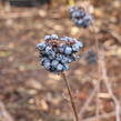 Kalina japonská 'Pink Beauty' - Viburnum plicatum 'Pink Beauty'