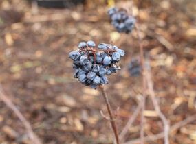 Kalina japonská 'Pink Beauty' - Viburnum plicatum 'Pink Beauty'