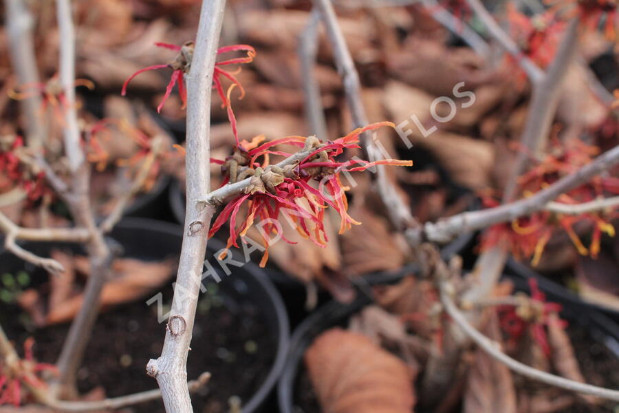 Vilín prostřední 'Feuerzauber' - Hamamelis intermedia 'Feuerzauber'
