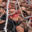 Vilín prostřední 'Feuerzauber' - Hamamelis intermedia 'Feuerzauber'