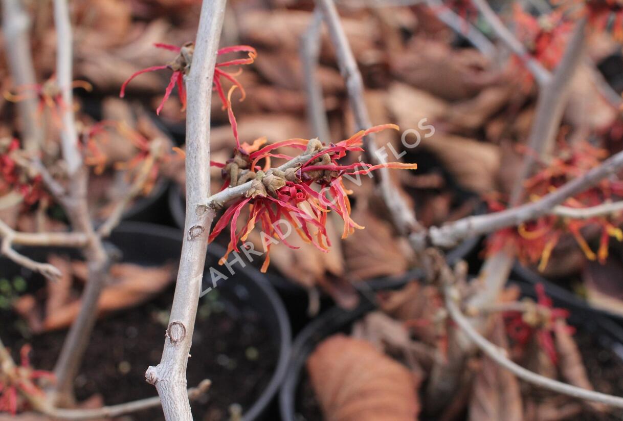 Vilín prostřední 'Feuerzauber' - Hamamelis intermedia 'Feuerzauber'
