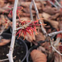 Vilín prostřední 'Feuerzauber' - Hamamelis intermedia 'Feuerzauber'