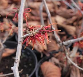 Vilín prostřední 'Feuerzauber' - Hamamelis intermedia 'Feuerzauber'