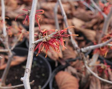 Vilín prostřední 'Feuerzauber'