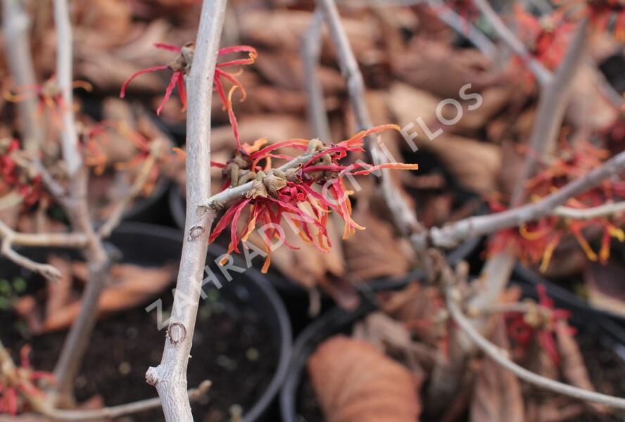 Vilín prostřední 'Feuerzauber' - Hamamelis intermedia 'Feuerzauber'