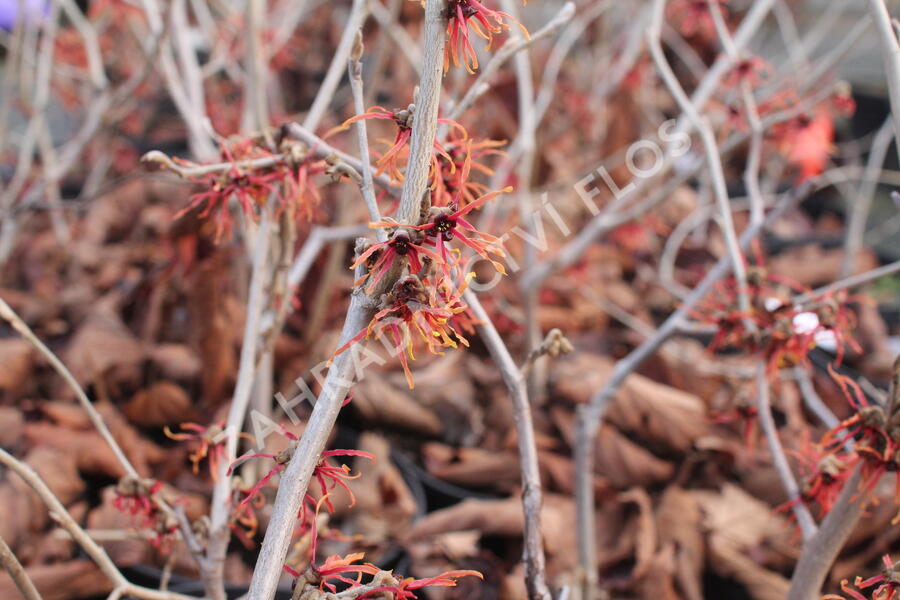 Vilín prostřední 'Feuerzauber' - Hamamelis intermedia 'Feuerzauber'