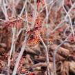 Vilín prostřední 'Feuerzauber' - Hamamelis intermedia 'Feuerzauber'