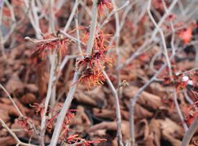 Vilín prostřední 'Feuerzauber' - Hamamelis intermedia 'Feuerzauber'