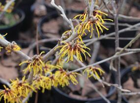 Vilín prostřední 'Orange Beauty' - Hamamelis intermedia 'Orange Beauty'