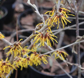 Vilín prostřední 'Orange Beauty' - Hamamelis intermedia 'Orange Beauty'