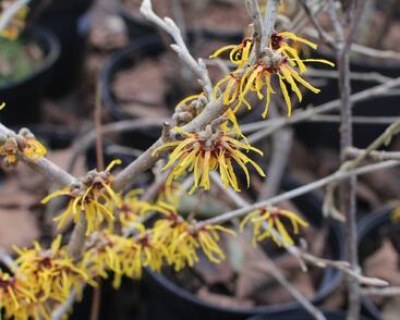Vilín prostřední 'Orange Beauty'
