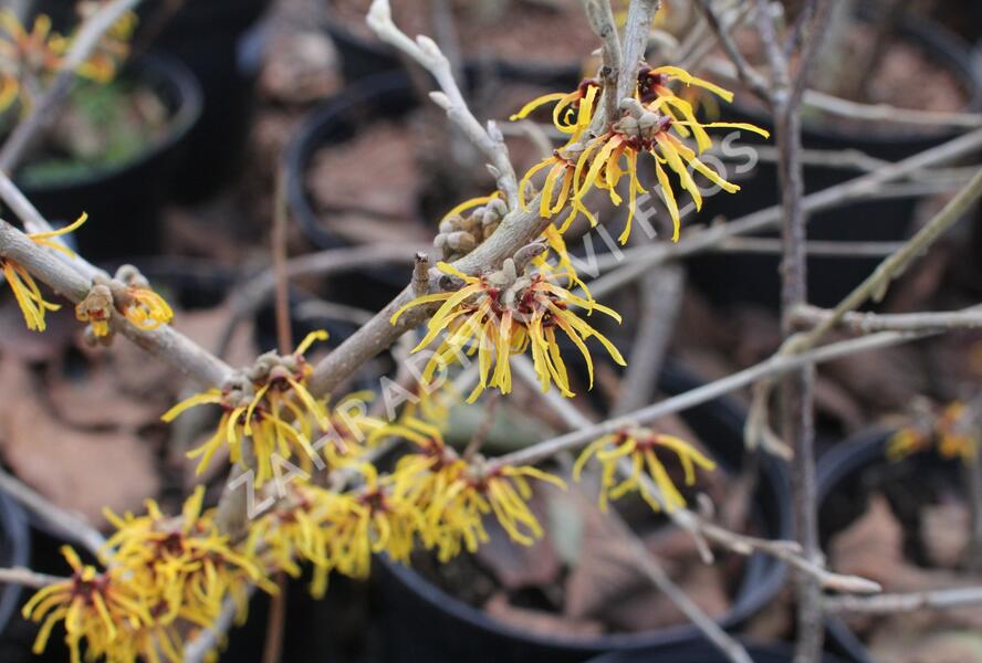 Vilín prostřední 'Orange Beauty' - Hamamelis intermedia 'Orange Beauty'