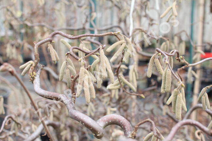 Líska obecná 'Red Majestic' - Corylus avellana 'Red Majestic'