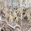 Líska obecná 'Red Majestic' - Corylus avellana 'Red Majestic'