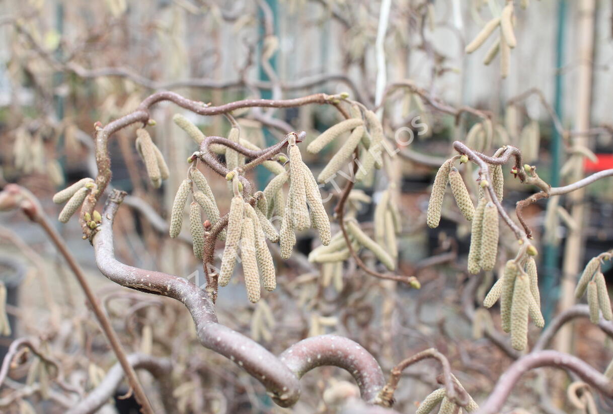 Líska obecná 'Red Majestic' - Corylus avellana 'Red Majestic'