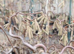 Líska obecná 'Red Majestic' - Corylus avellana 'Red Majestic'