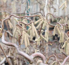 Líska obecná 'Red Majestic' - Corylus avellana 'Red Majestic'