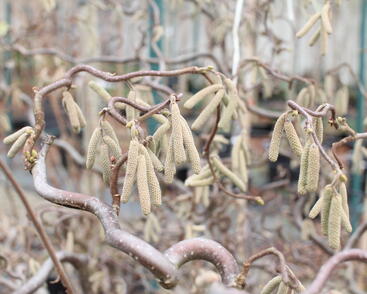 Líska obecná 'Red Majestic'