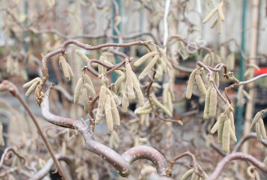 Líska obecná 'Red Majestic' - Corylus avellana 'Red Majestic'