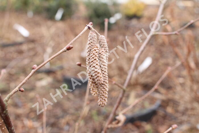 Líska největší 'Purpurea' - Corylus maxima 'Purpurea'