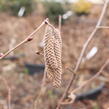 Líska největší 'Purpurea' - Corylus maxima 'Purpurea'