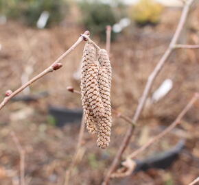 Líska největší 'Purpurea' - Corylus maxima 'Purpurea'