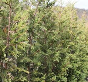 Zerav, túje západní 'King of Brabant' - Thuja occidentalis 'King of Brabant'