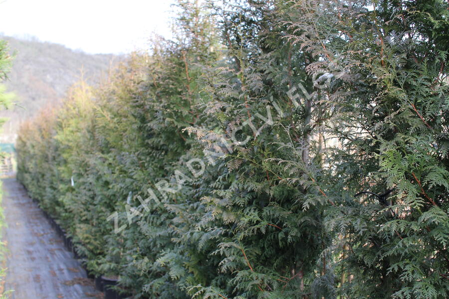 Zerav, túje řasnatá 'Gelderland' - Thuja plicata 'Gelderland'