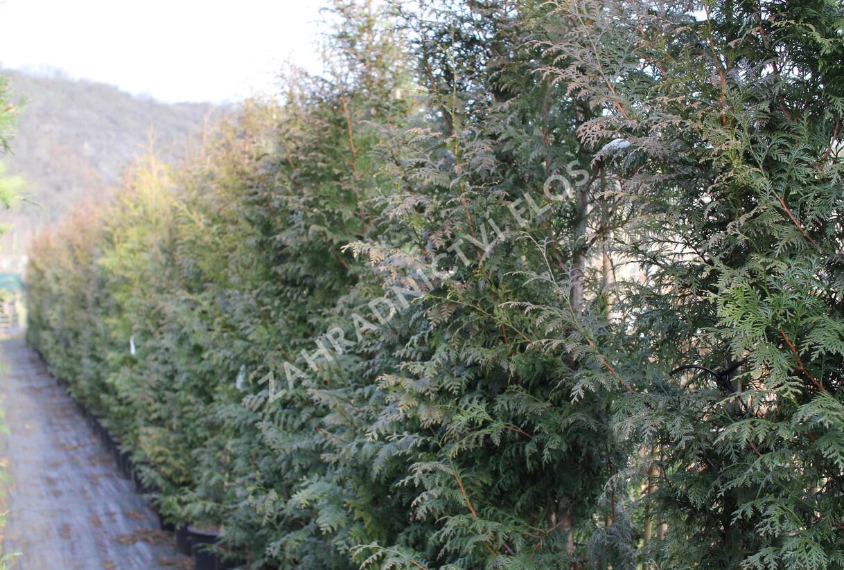 Túje obrovská, zerav řasnatý 'Gelderland' - Thuja plicata 'Gelderland'