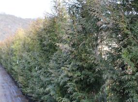 Túje obrovská, zerav řasnatý 'Gelderland' - Thuja plicata 'Gelderland'