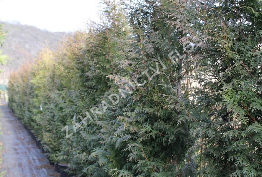 Túje obrovská, zerav řasnatý 'Gelderland' - Thuja plicata 'Gelderland'