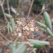 Kalina Burkwoodova - Viburnum burkwoodii