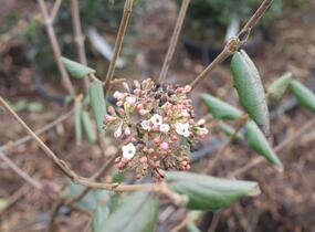 Kalina Burkwoodova - Viburnum burkwoodii